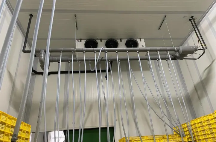 Storing blueberries under CA in a warehouse for ca. 50 pallets.