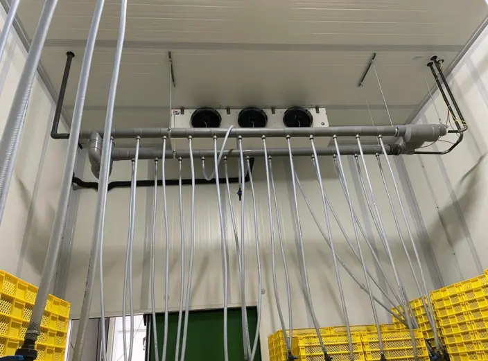 Storing blueberries under CA in a warehouse for ca. 50 pallets.