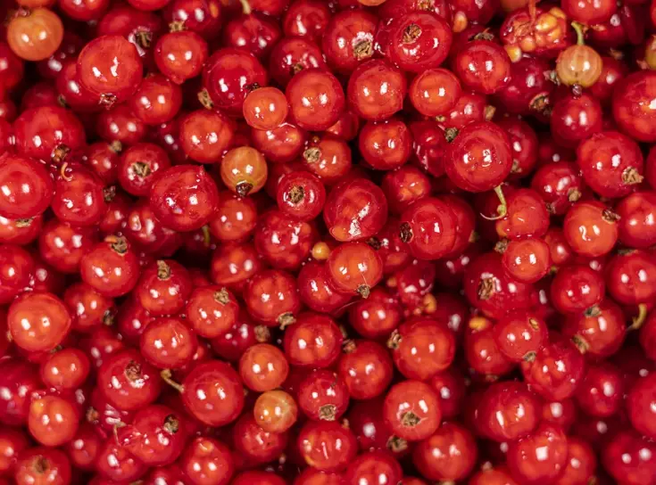 CA storage red berries