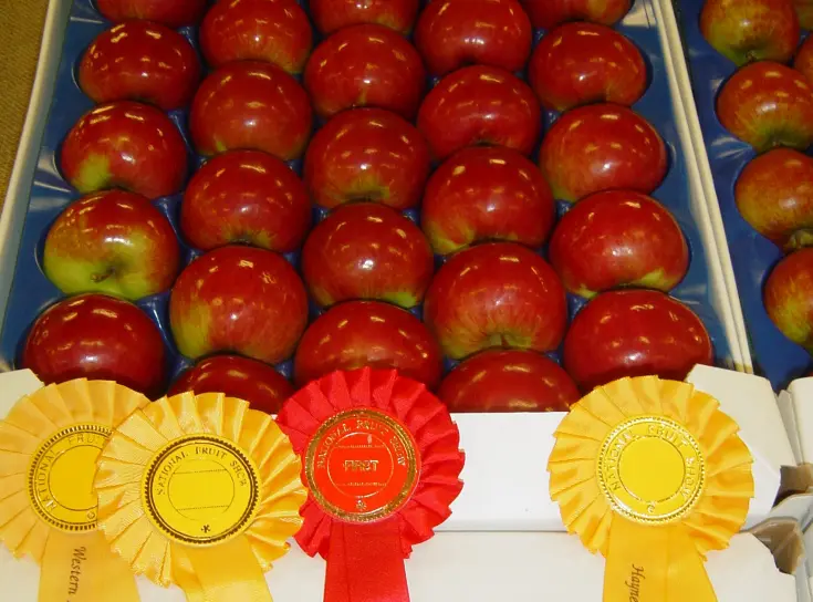 Investeer in de kwaliteit van uw fruit met Storex CO₂ scrubbers